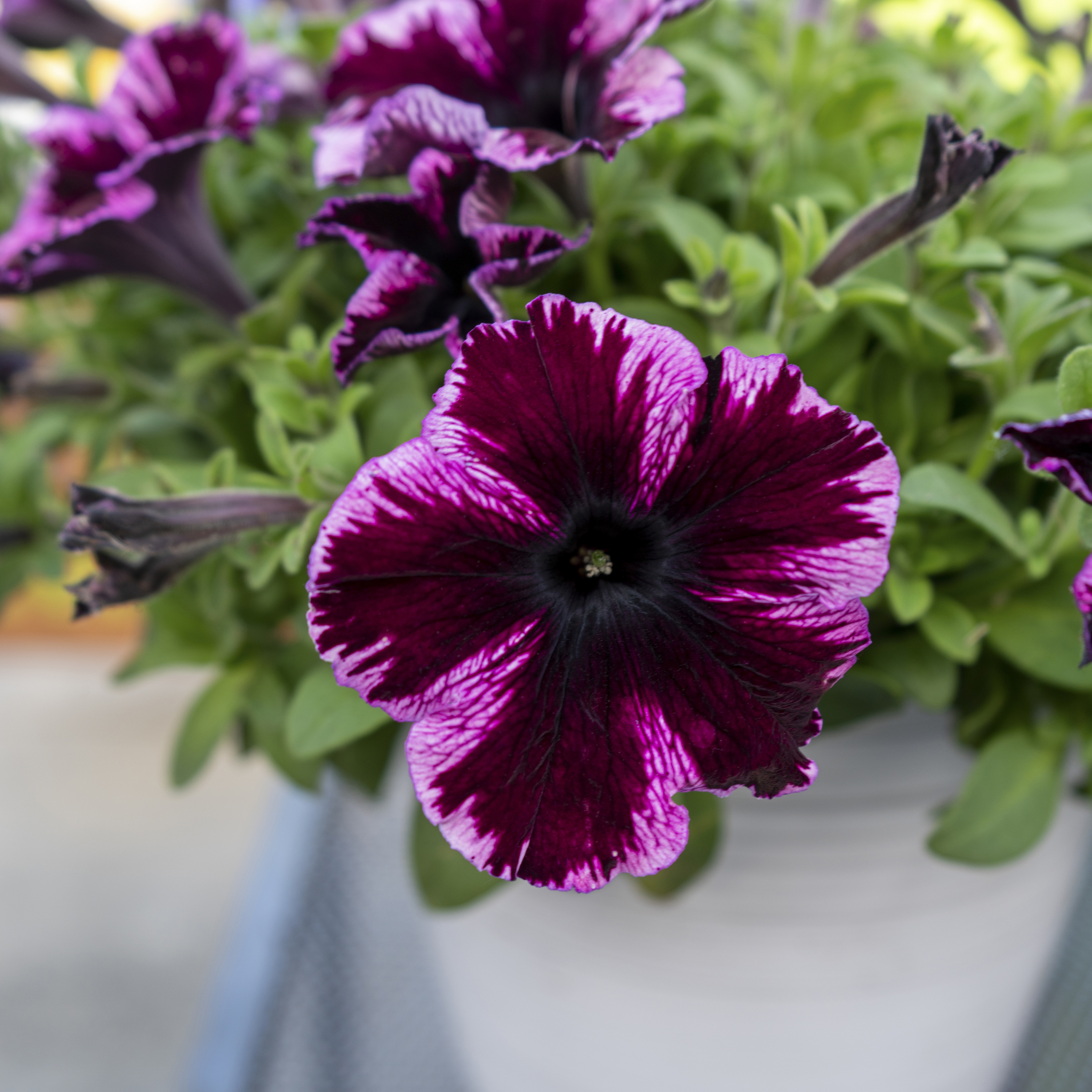Expert Gardener 1.5 gal Pink Petunia Live Annual Plant Hanging Basket, Full Sun