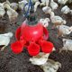 thumbnail image 4 of 20pcs Automatic Poultry Drinker Bowl Chicken Water Cups Duck Drinking Machine Hanging Drinking Bowl, 4 of 4