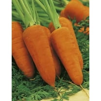 3,000 Chantenay Red Cored Carrot Seeds - Non-GMO Heirloom Seeds - Can or Freeze!