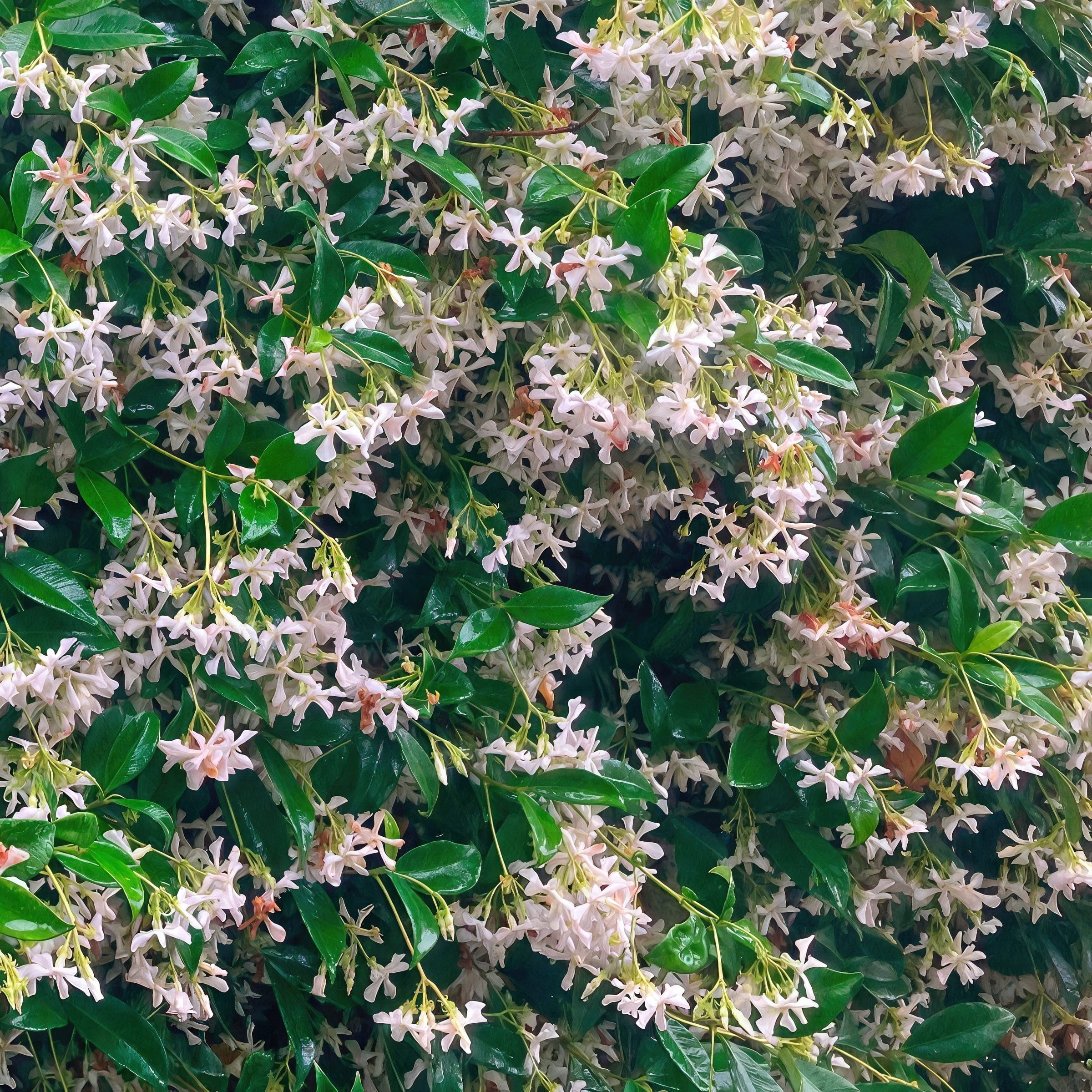 National Plant Network 4 in. Asiatic Jasmine (3-Pack)