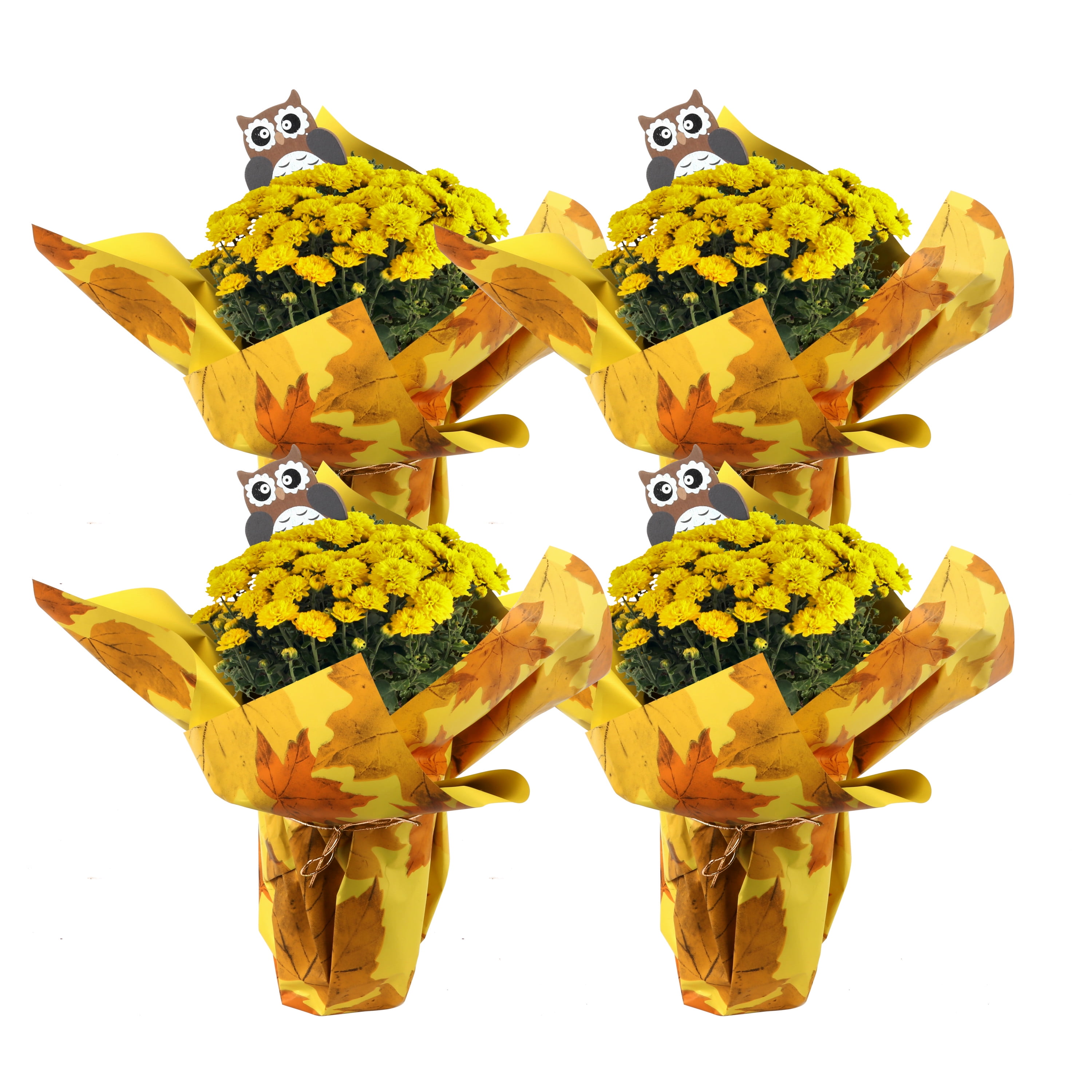 Costa Farms Live Indoor 11in. Tall Yellow Mums; Bright, Direct Sunlight Plant in 4in. Gift Wrap, 4-Pack