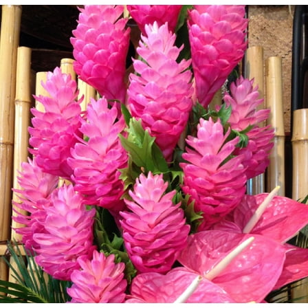 Pink Live Ginger Plant Roots 1 Pk (2 Roots 2"-4" Long) Partial Shade