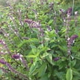 thumbnail image 2 of TomorrowSeeds - Anise Basil Seeds - 1500+ Count - For 2026 Planting Ocimum Basilicum Anethole, 2 of 9