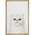 thumbnail image 3 of PixonSign Framed Canvas Print Wall Art White Cat Portrait on Gray Background Animals Wildlife Photography Minimalism Modern Closeup Whimsical Cool for Living Room, Bedroom, Office - 16"x24" Natural, 3 of 5