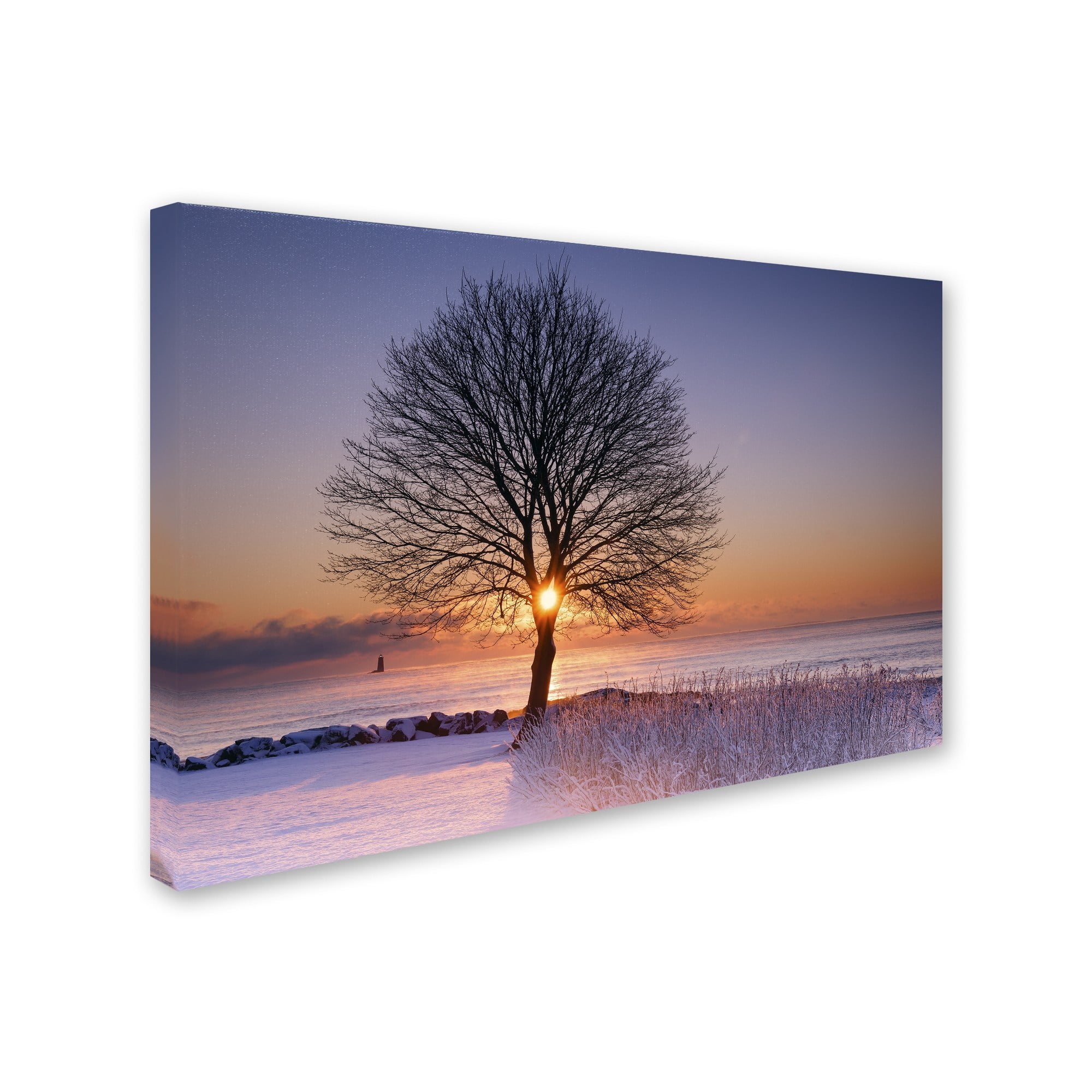 Trademark Fine Art "Tree Burst" Canvas Art by Michael Blanchette Photography