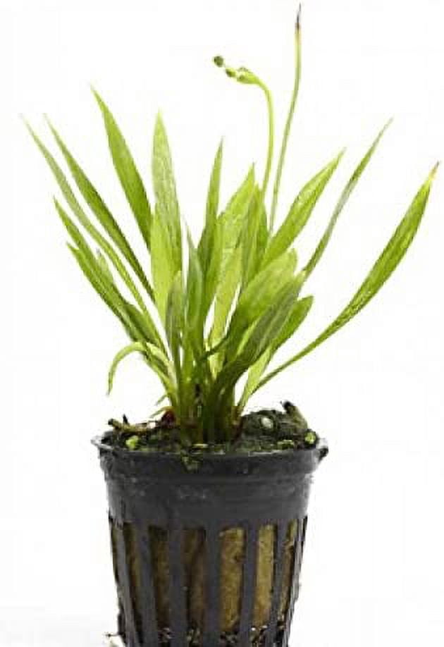 4 Potted Live Aquarium Plants Bundle - Anubia, Amazon Sword, Kleiner Bar, Narrow Leaf