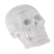 thumbnail image 3 of Simulación Clásico Cabeza Cráneo Modelo Anatomía Aprendizaje Juguete De Halloween Hugo Mini modelo principal del cráneo, 3 of 7