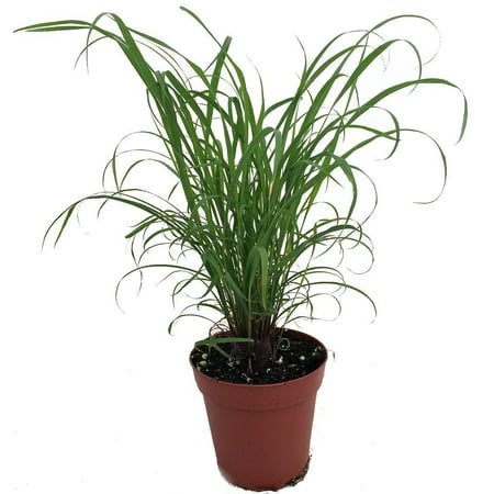 Citronella Grass Plant - ഇഞ്ചിപ്പുല്ല് - Cymbopogon - Repels Mosquitos - 4