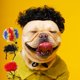 thumbnail image 1 of Ropa para Mascotas XWSHYW Navidad Peluca de Cosplay Divertida Perros y Gatos, 1 of 7