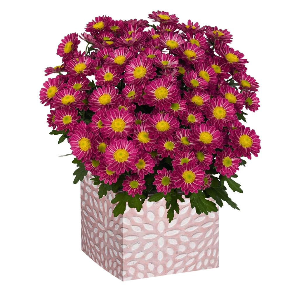 One Floral Mother's Day Mum 5" pot; Wooden box ; Live Plants