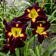 Bare Root Hemerocallis Persian Ruby Perennial Plant with Ruby and Gold Flowers (2-Pack)