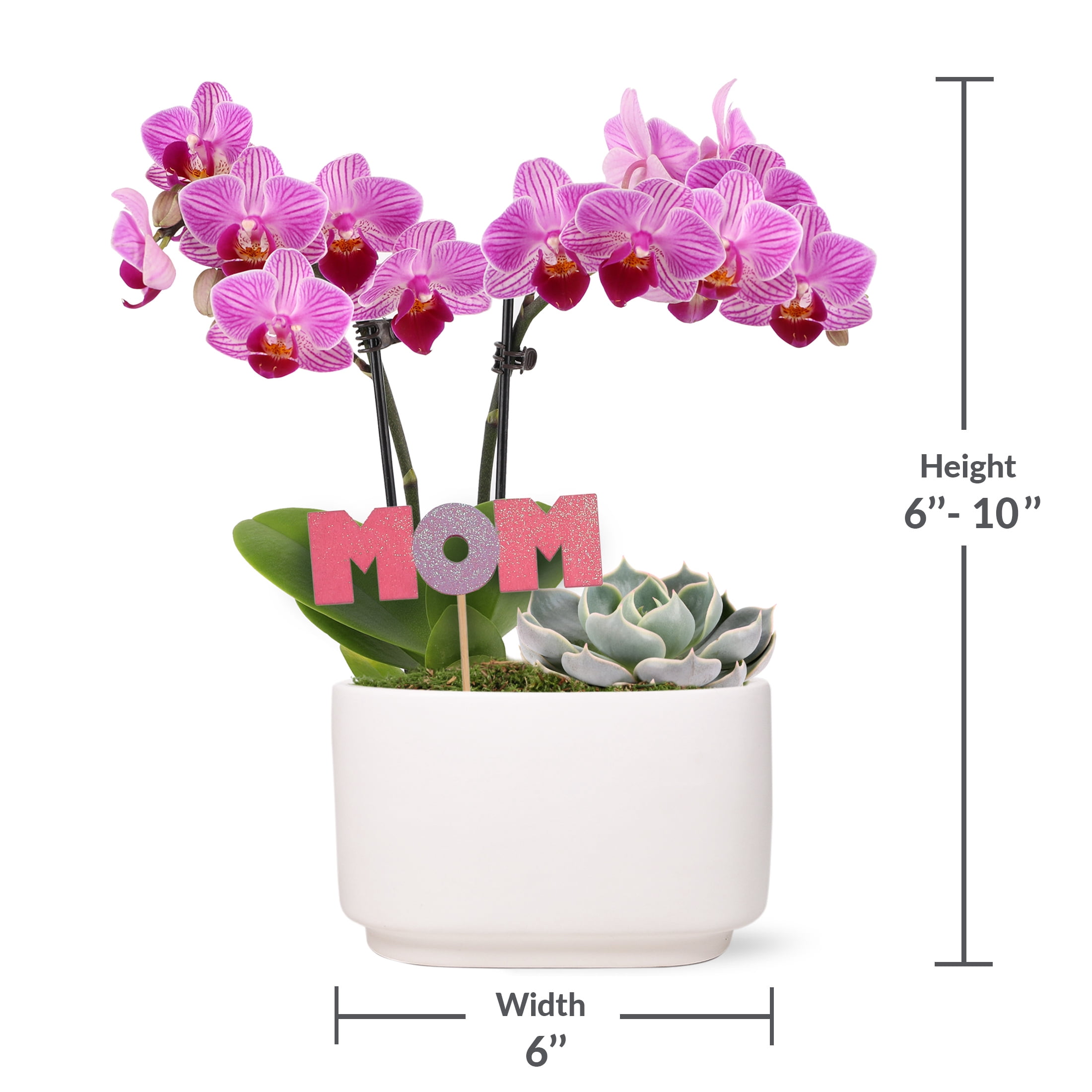 Live 4in Pink Orchid and Succulent Duo in White Pot with 'Mom' Pick - Perfect Gift
