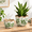 Pattern Green Leaves, variant on 2 Pack Pattern Green Leaves Ceramic Planters with Drainhole, 5.5 + 6.6 Inch Crackle Glaze Pots