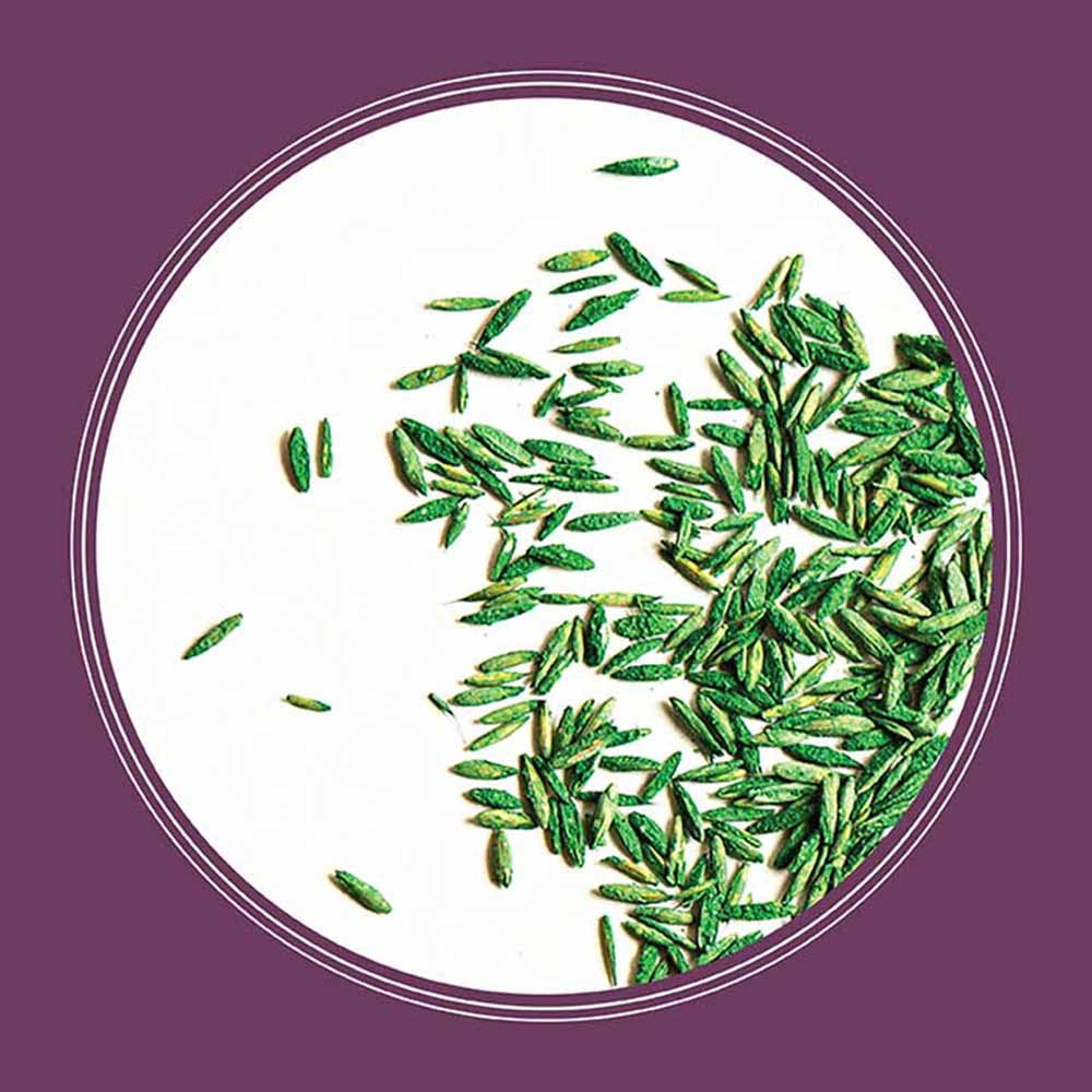 Pennington Rebels Fescue Shady Lawn Grass Seed 20 Pound, 2 Pack