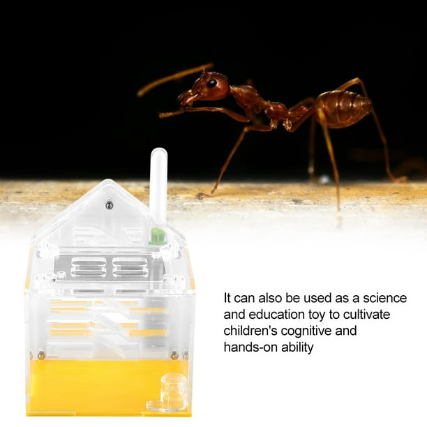 Vivarium à fourmis de jour comme de nuit, par Educational Insights 