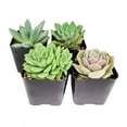 thumbnail image 5 of Echeveria Succulent Pack, Beautiful Rosette Succulents - 10 Succulents, 5 of 6