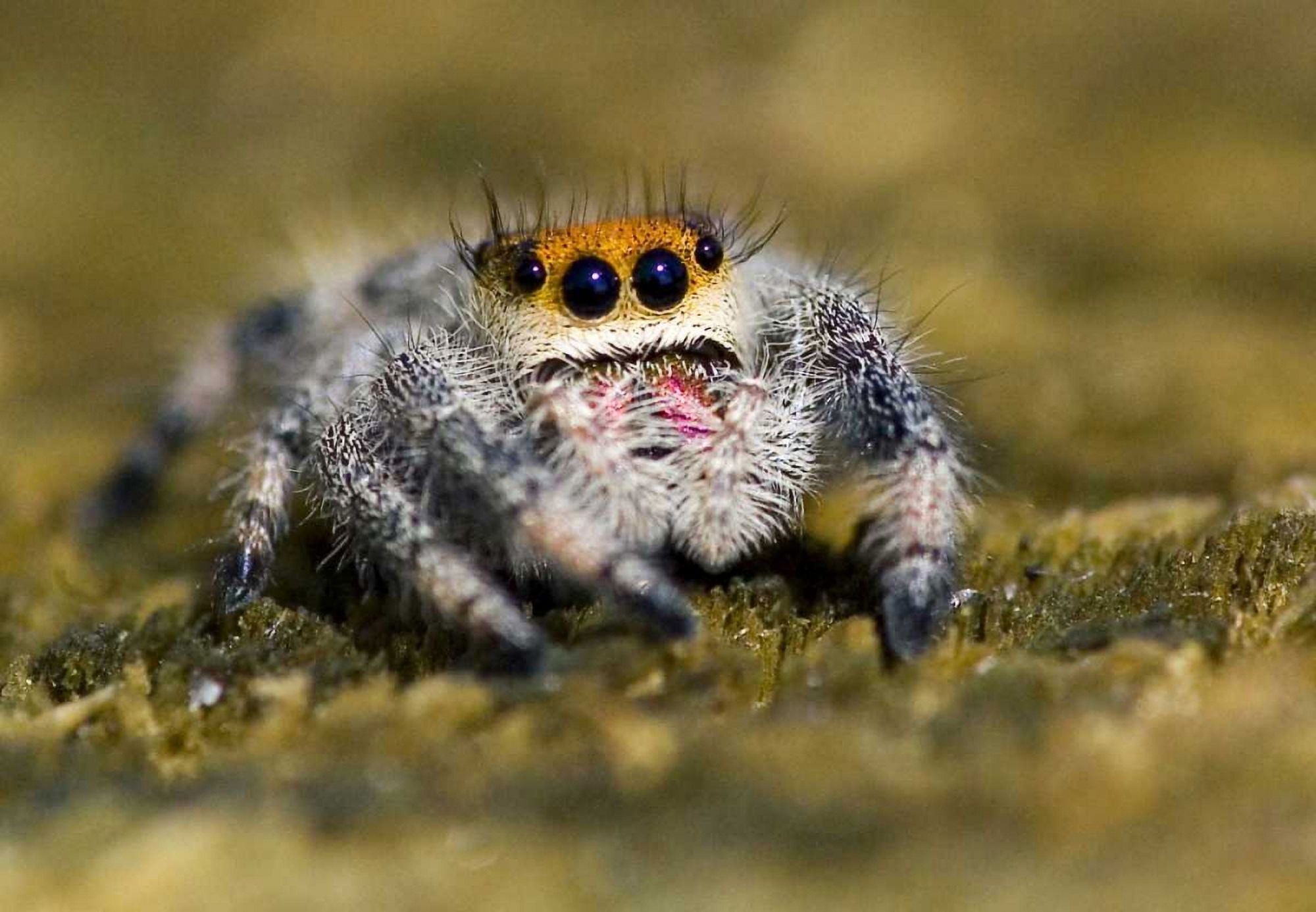 Williams, Joanne 14x11 White Modern Wood Framed Museum Art Print Titled - USA, Florida Close-up of jumping spider