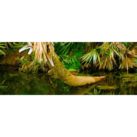 Green Turtle (Chelonia mydas) in a pond Boynton Beach Florida USA Stretched Canvas - Panoramic Images (30 x (Turtle Beach X12 Best Price)