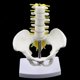 thumbnail image 3 of Pelvis de Tamaño Pequeño Y 5 Vértebras Lumbares con Modelo de de Ligamento, Adorno de Laboratorio de Enseñanza Escolar, 3 of 9