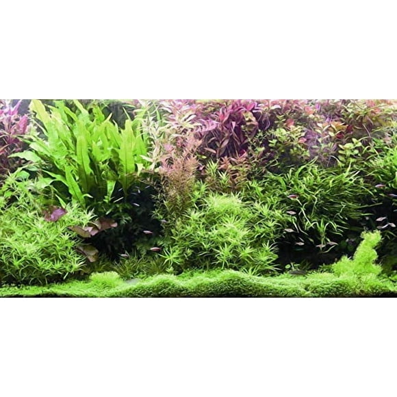 VIP.LINE Water Plants Aquarium Background Poster HD Fish Tank Decorations Landscape (30" x 18"/ 76 x 46cm)