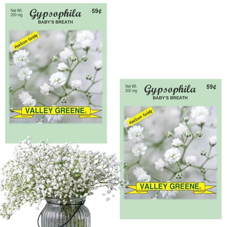 Valley Greene 200mg Gypsophila Baby's Breath Seeds :2CT