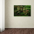 thumbnail image 4 of Trademark Fine Art "The Apple Tree" Canvas Art by Philippe Sainte-Laudy, 4 of 4