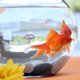 thumbnail image 4 of Hytrove 4Ud De Entrenamiento Para Betta En Acuario Accesorios De Plástico Con Ventosa, 4 of 8