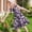 Purple, variant on ATOGUTA Dresses Girls Summer Ruffle Sleeve A Line Casual Party Dresses for Kids Size 5T-14, Army Green