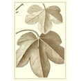 thumbnail image 2 of Vision Studio 14x18 White Modern Wood Framed Museum Art Print Titled - Cropped Sepia Botanical III, 2 of 4