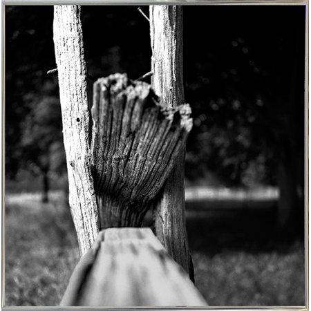 Split Rail Stump-HARTRE53492 Print 11.5"x11.5" by Harold Silverman - Trees & Old Fences in a Silver Metal Frame