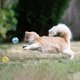 thumbnail image 3 of lote De 3 Pom Poms Doux Et Colors, Jouets Mcher Interactifs Pour Les Chats D'intrieur Et Les Chatons Joueurs, 3 of 5