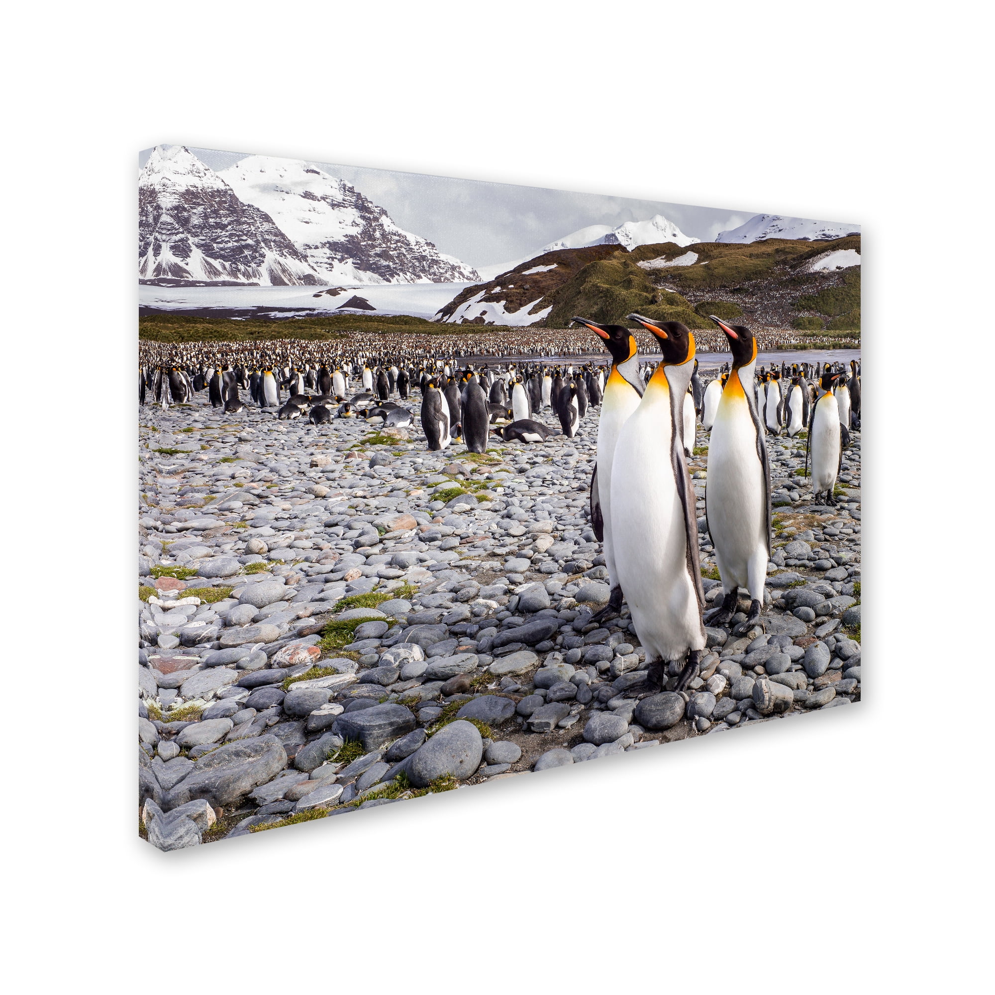 Trademark Fine Art 'Penguins Of Salisbury Plain' Canvas Art by Karen Lunney