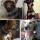 thumbnail image 3 of Collar de perro de cuero YONGSHENG Negro 2 de ancho ajuste con tachuelas y pinchos tamaño L, 3 of 3