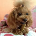 thumbnail image 5 of Yeti Dog Chew Natural Yak Cheese, Long-Lasting Dog Chews for Aggressive Chewers, Large, 3 Pieces, 3.5 oz, 5 of 9