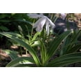 thumbnail image 2 of White Variegated Hardy Orchid - Bletilla striata 'Alba Variegata' - Bareroot, 2 of 3