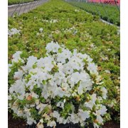 Girards Pleasant White Azalea