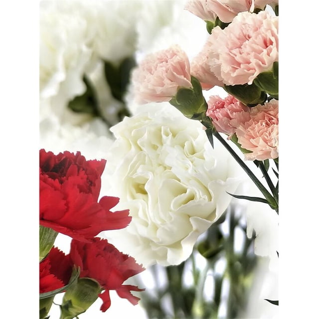 Clavel Colombiano Flor Natural Ramo de 20 tallos 65cm de alto - color :Rojo - Rojo