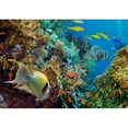 thumbnail image 2 of wall26 - Tropical Anthias Fish with net fire Corals on Red Sea Reef Underwater - Removable Wall Mural | Self-Adhesive Large Wallpaper - 100x144 inches, 2 of 6