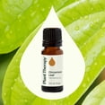 thumbnail image 3 of Plant Therapy Cinnamon Leaf Essential Oil 10 mL (1/3 oz) 100% Pure, Undiluted, Therapeutic Grade, 3 of 8