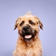 thumbnail image 2 of Paul Mitchell Pet Super Bright Shampoo, 16.9 oz., 2 of 6