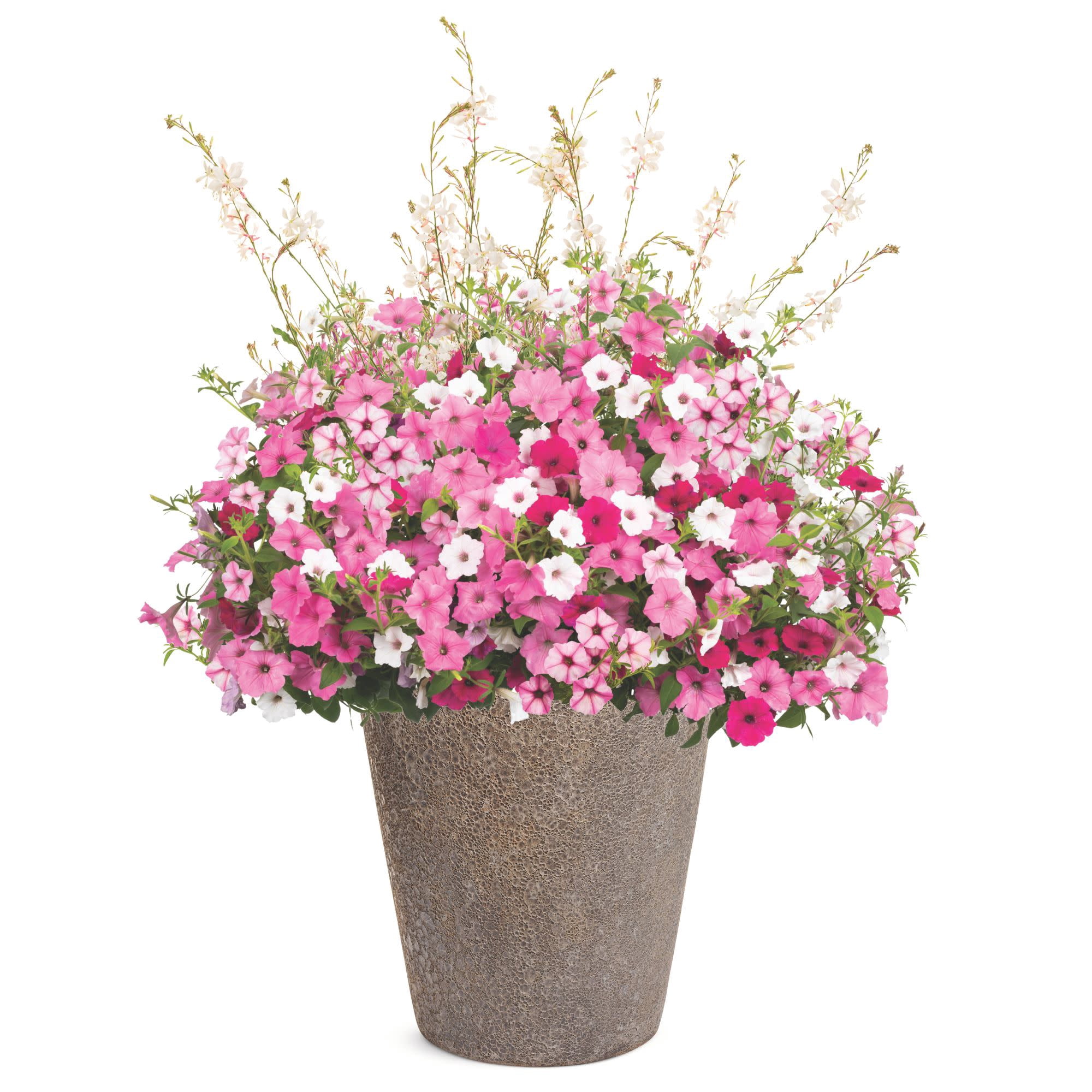 Proven Winners 4" White Supertunia Vista Silverberry Petunia Live Plant in 4.25" Pot (4 Count)