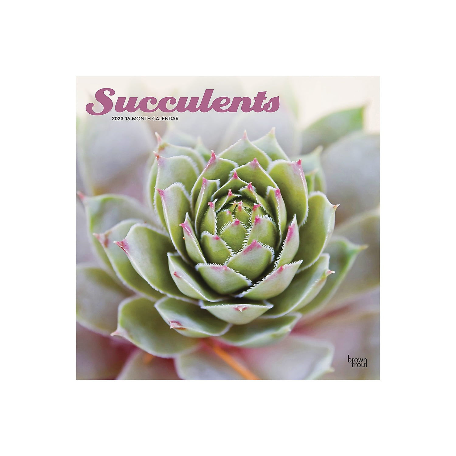 2023 BrownTrout Succulents 12'' x 12'' Monthly Wall Calendar (9781975452872)