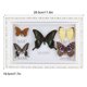 thumbnail image 3 of EBTOOLS Exquisitas Mariposas Insecto Espécimen Artesanía Regalo De Cumpleaños Decoración Del Hogar Ornamento Mariposa Sombra Caja Polilla Pinn Práctico, 3 of 7