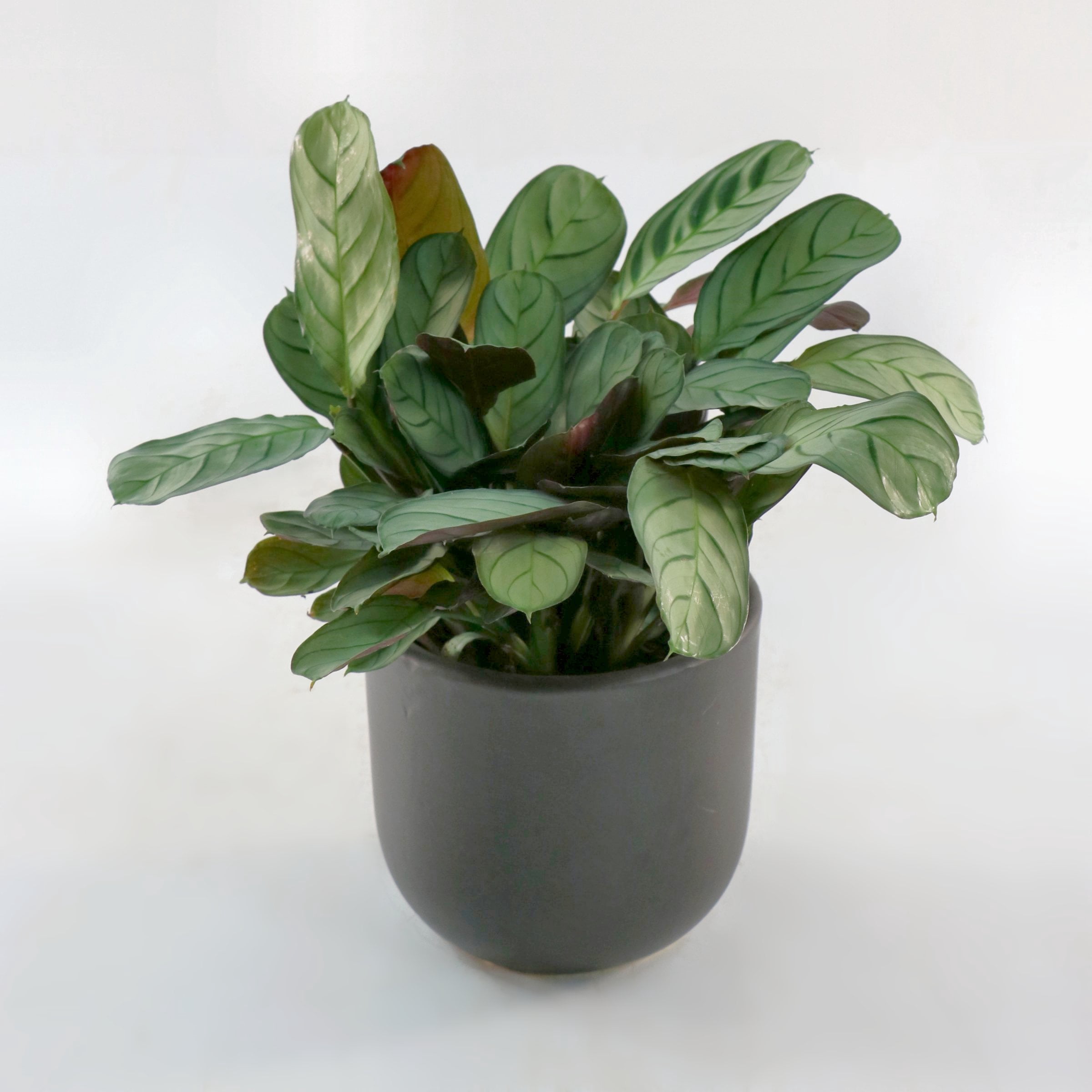 4 in. Calathea Amagris Plant in Grower Container (3-Pack)
