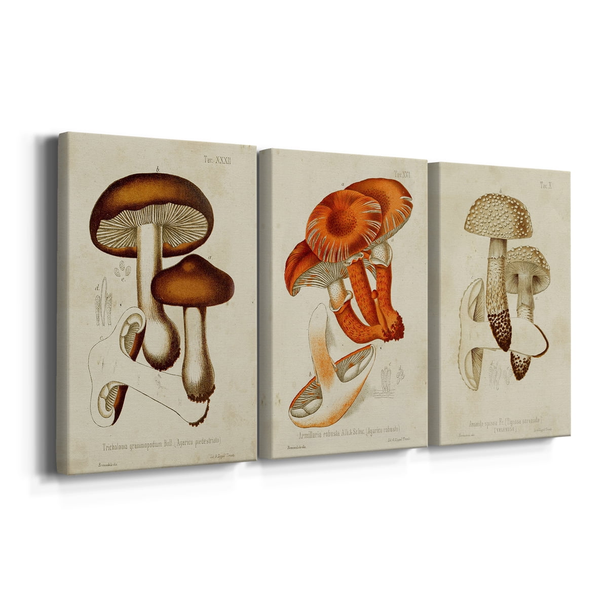 Mushroom Varieties VI Premium Gallery Wrapped Canvas - Ready to Hang - 40 x 60 Each