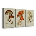 thumbnail image 3 of Mushroom Varieties VI Premium Gallery Wrapped Canvas - Ready to Hang - 24 x 36 Each, 3 of 10