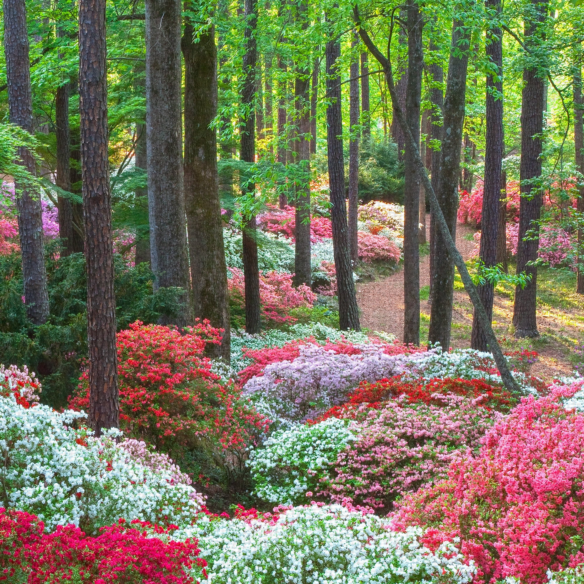 Masterpiece Art Gallery Forest Ground Cover by Robin Constable Hanson Canvas Photo Art Print 18" x 24"