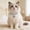 White, variant on FeiFu Bling Dog Necklaces for Small Dogs,Glitter Crystal Cats Collar,Pet Jewelry Female Puppy Collars with Bone Pendant Pet Collar