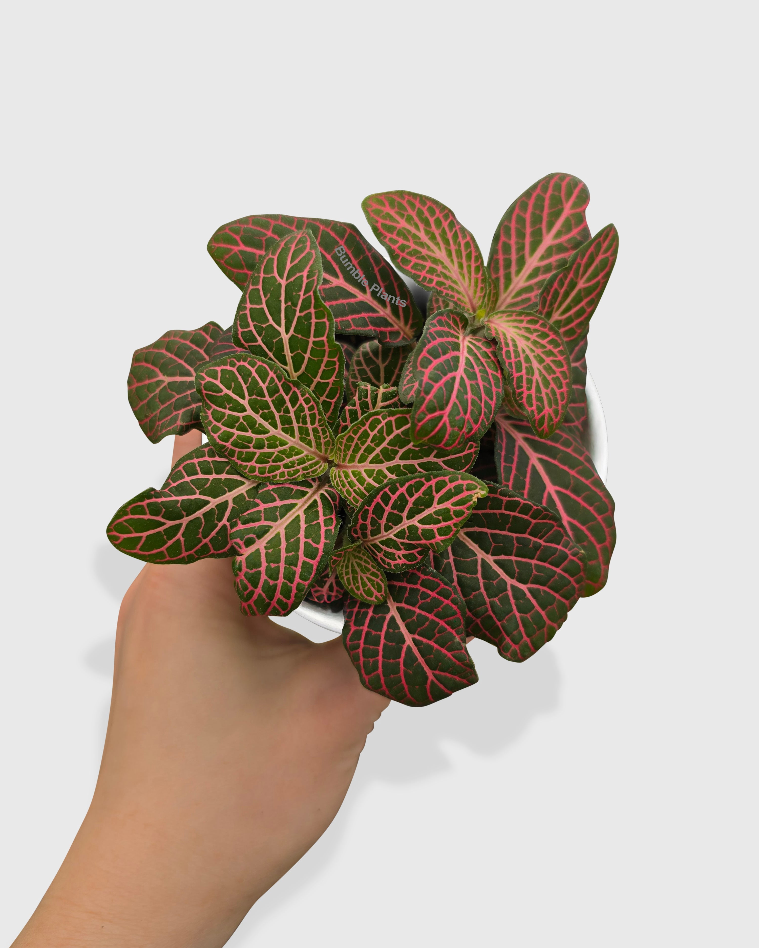 Fittonia 'Red Nerve Plant' - Live Air-Purifying Indoor Plant in Nursery Pot – Easy Care, Low Maintenance Houseplant for Home & Office Decor, Natural Air Cleaner, Best for Beginners