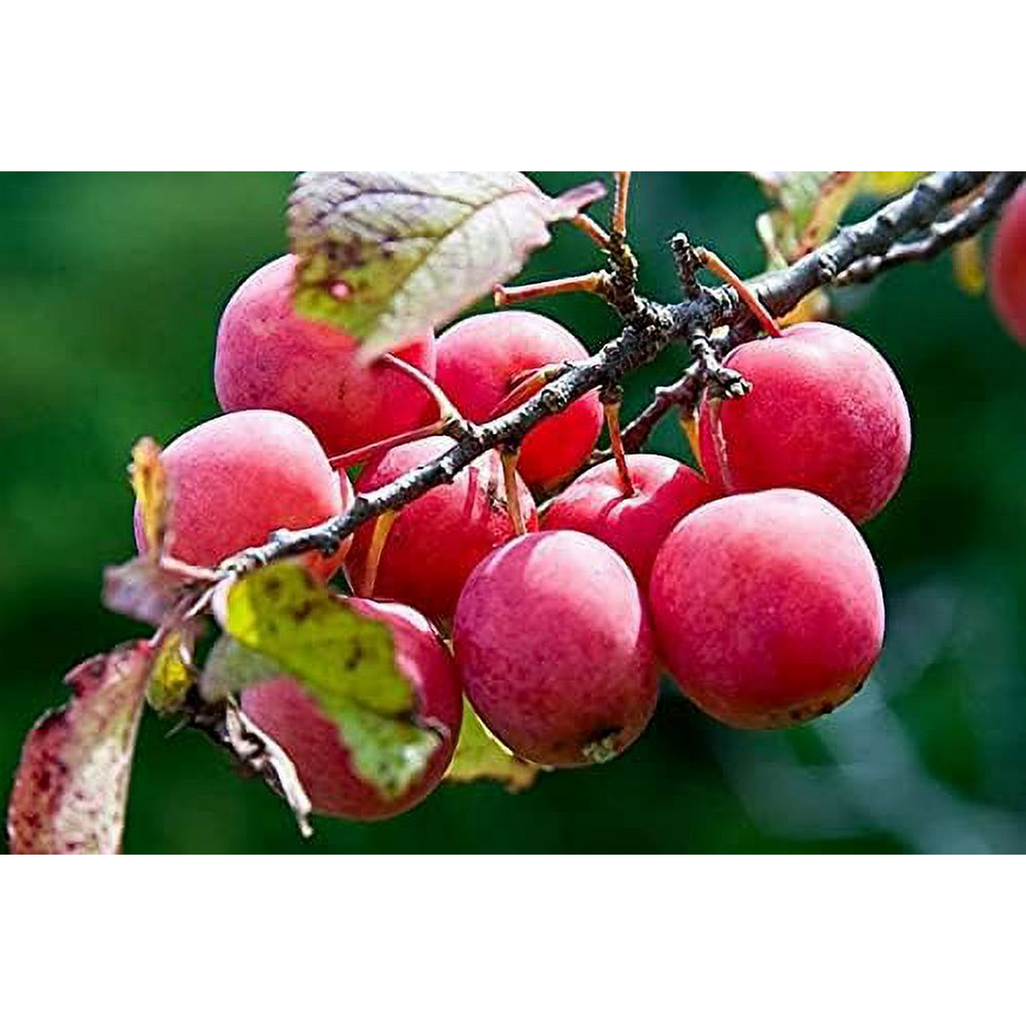 American Plum